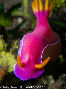 Hypselodoris bullockii by Beate Seiler 